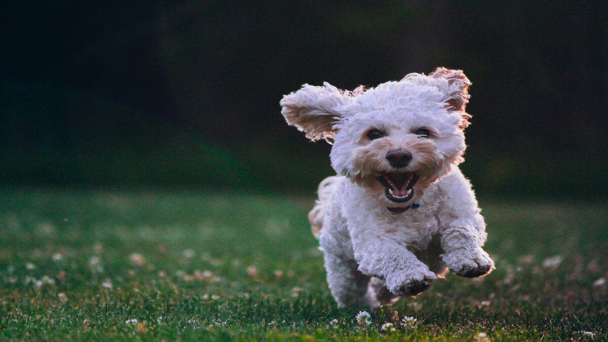 French Bulldog officially the most expensive breed to own: New research